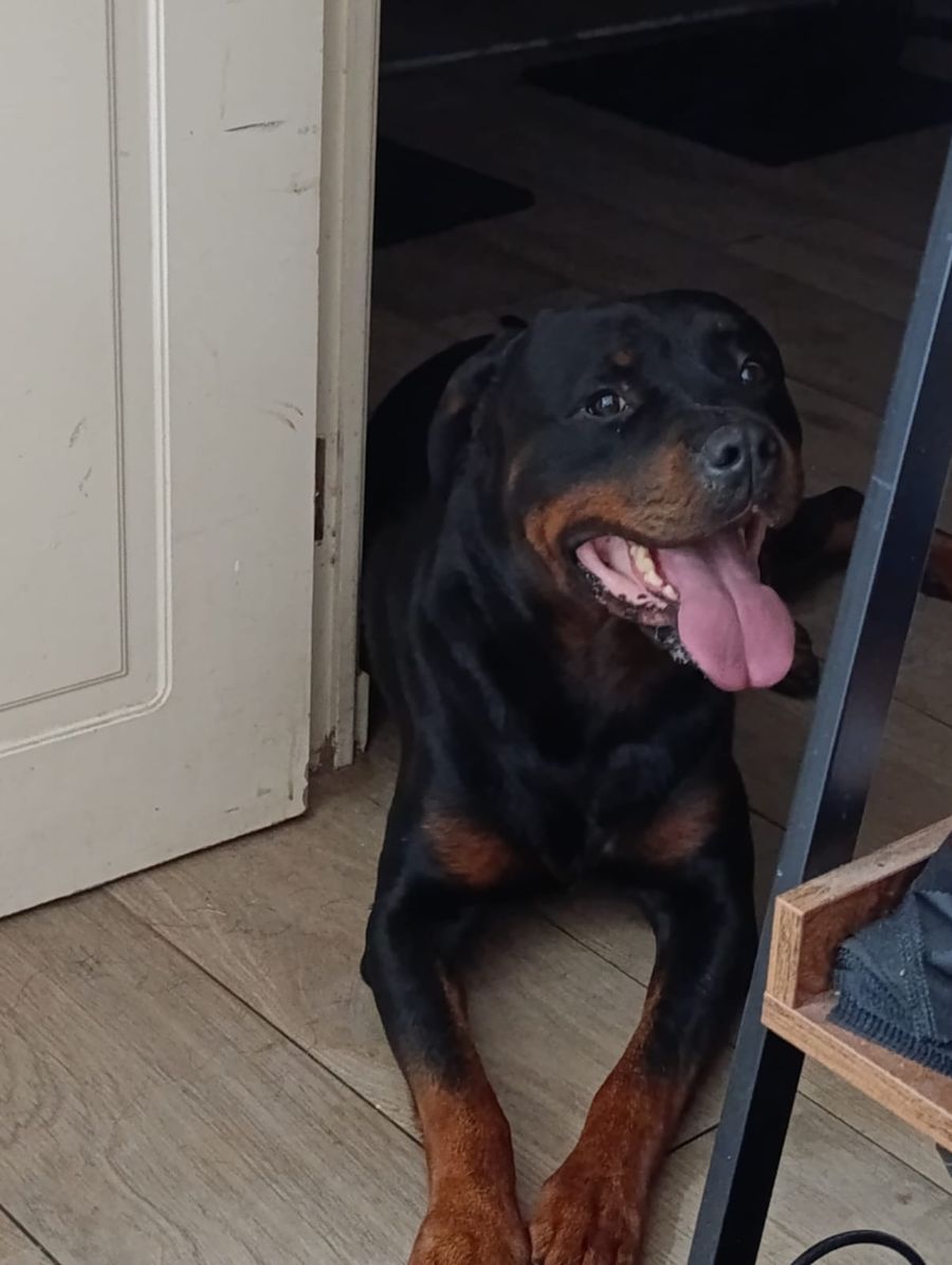 A happy Rottweiler lying in a doorway with its tongue out